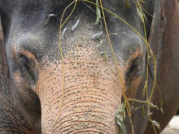 Close-up of elephant
