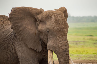 Close-up of elephant against sky