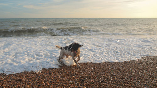 Dog on beach