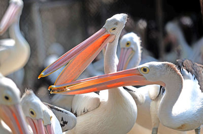 Close-up of pelican in surabaya zoo, east java,  indonesia