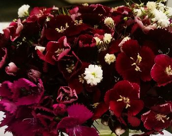 Close-up of red flowers blooming outdoors