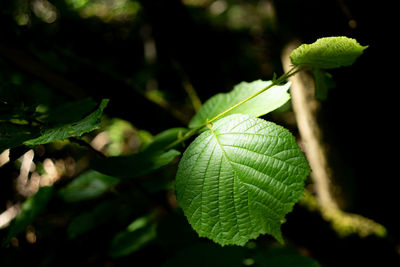 Close-up of fresh green leaves