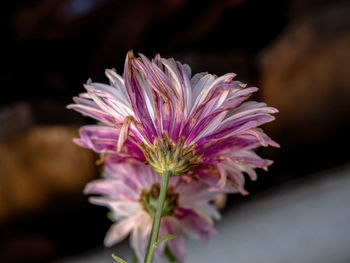 Close-up of pink flower