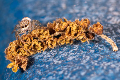 Close-up of an animal head over sea