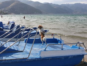 Dog on boat in sea