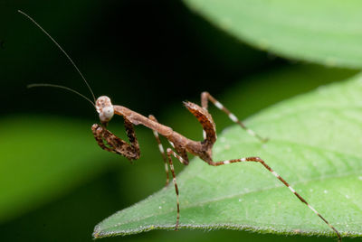 Close-up of insect on leaf