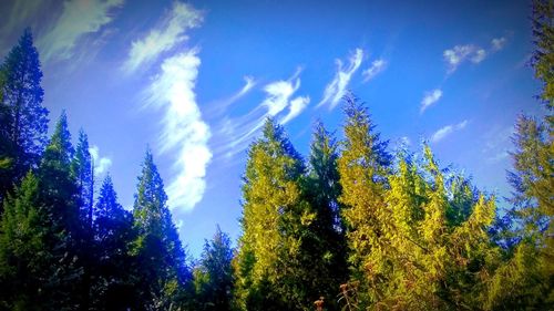 Low angle view of trees against sky