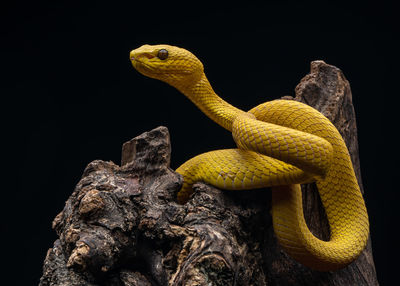 Close-up of snake against black background