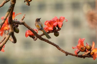 Close-up of red flowers on tree