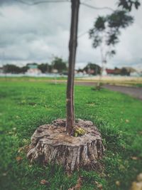 Close-up of tree on field