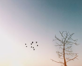 Low angle view of birds flying against clear sky