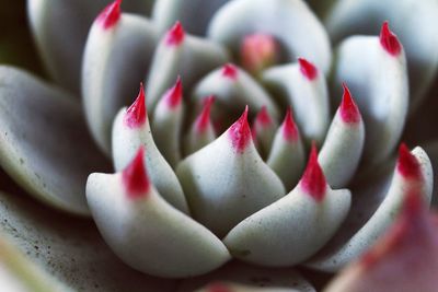 Close-up of cactus plant
