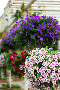 Close-up of pink flowering plants