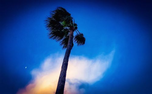 Low angle view of palm tree against blue sky