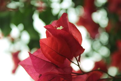 Close-up of red rose