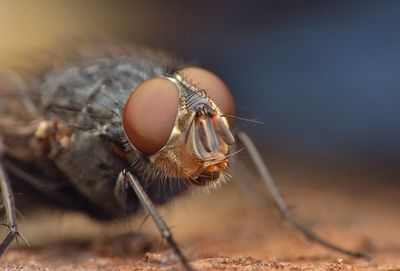 Macro shot of insect