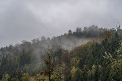 Trees in forest against sky