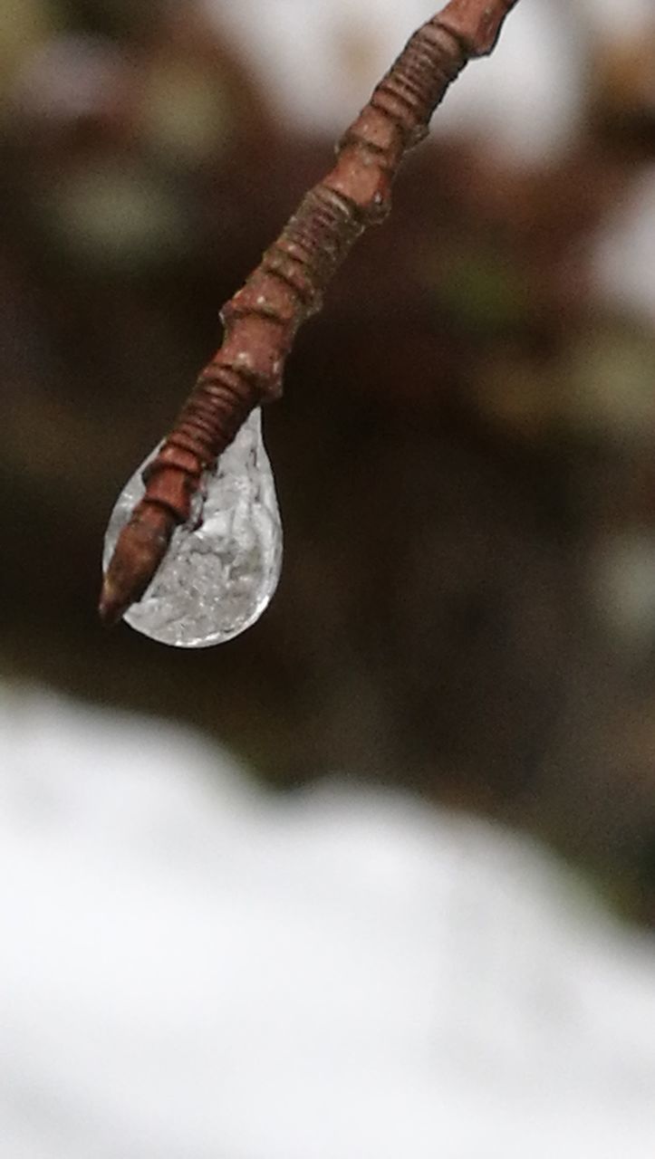 CLOSE-UP OF FROZEN PLANT