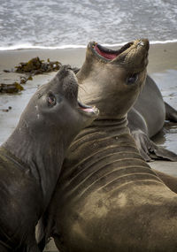 View of an animal on beach