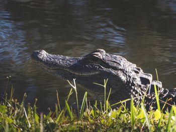 Close-up of alligator swimming in river