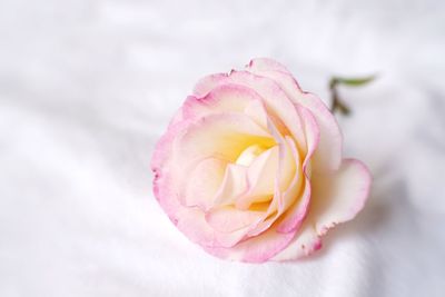 Close-up of pink rose