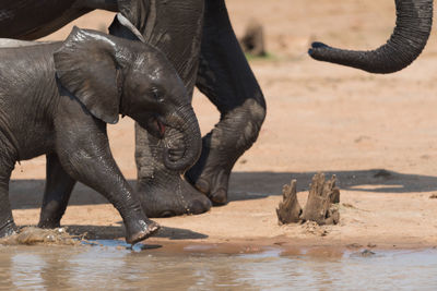 View of elephant in water