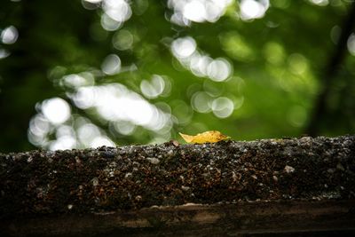 Close-up of bee on tree trunk