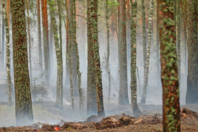 View of trees in forest