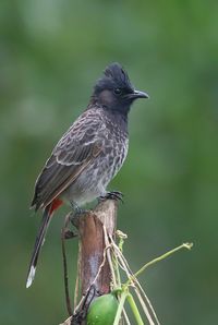 Close-up of bird perching on branch
