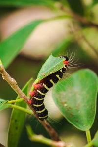 Close-up of insect on leaf