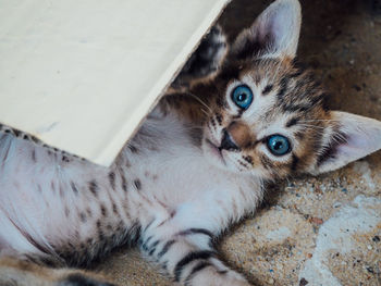 Portrait of kitten lying under cardboard at beach