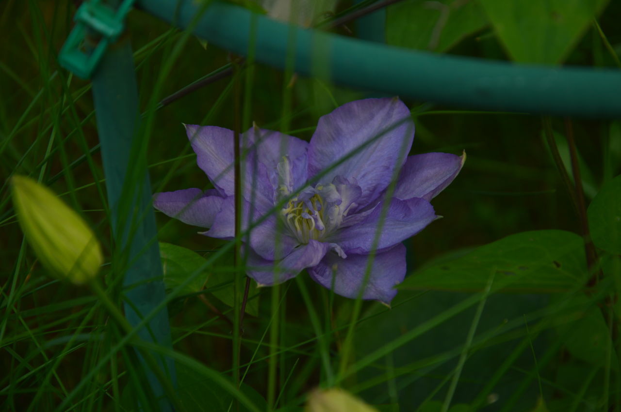 plant, flower, flowering plant, beauty in nature, growth, freshness, fragility, petal, close-up, nature, green, leaf, plant part, purple, inflorescence, flower head, wildflower, macro photography, no people, grass, day, outdoors, botany, field, springtime, focus on foreground, land, blossom