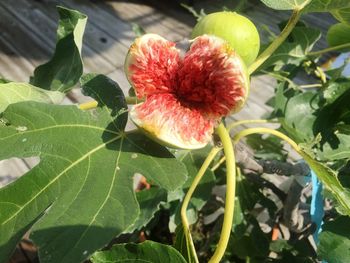 Close-up of red flowering plant