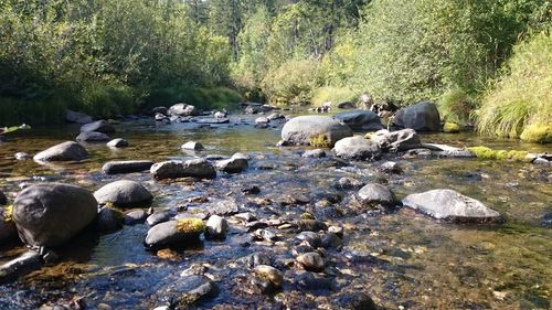 Stream flowing through forest