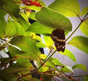 Butterfly perching on leaf