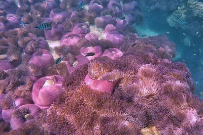 High angle view of coral swimming in sea