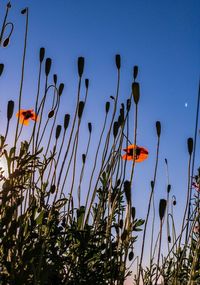 Close-up of flowering plants on field against sky