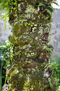 Close-up of lichen growing on tree trunk