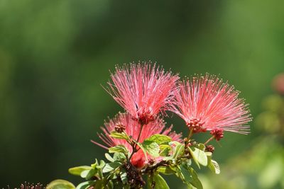 Close-up of flower blooming outdoors