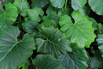 Full frame shot of fresh green leaves