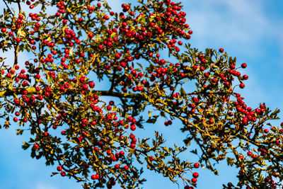 Low angle view of red flowering tree against sky