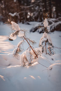 Snow covered tree on field during winter