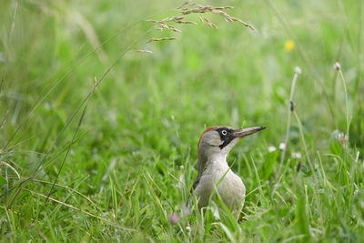 European woodpecker bird on a field 