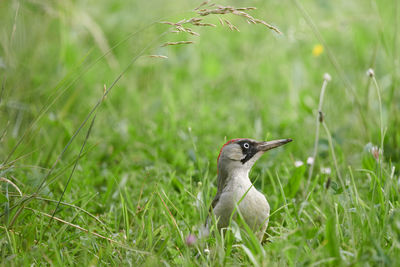 Bird on a field