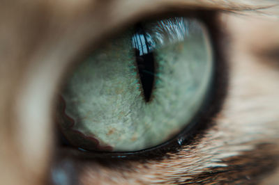 Close-up of human eye