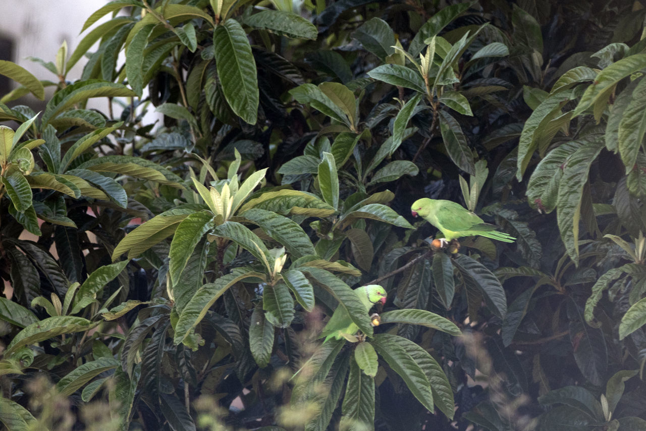 CLOSE-UP OF GREEN LEAVES ON PLANT