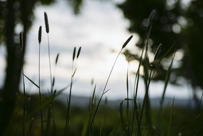 Close-up of grass on field against sky