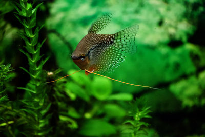 Close-up of fish swimming in sea