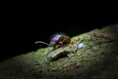 Close-up of insect on rock