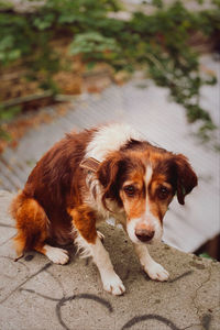 Portrait of dog on footpath